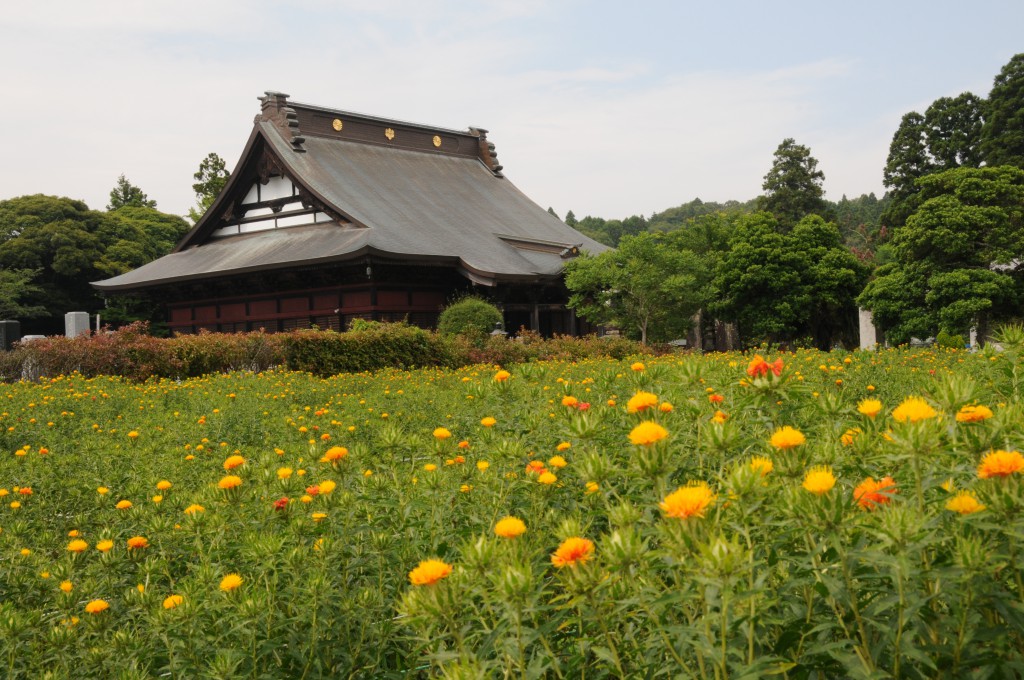 紅花を一緒に育てましょう!