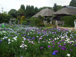 花しょうぶ祭り　平成30年6月10日（日）