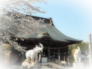 今日（4月7日）は『大安吉日』　長福寿寺の桜も見頃です。