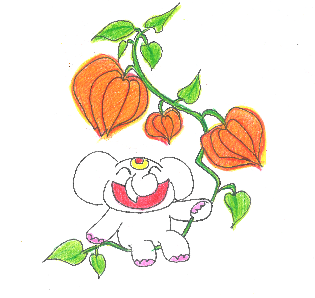 金運アップ待ち受け！【ほおずき】で金運を呼ぶゾウ♪