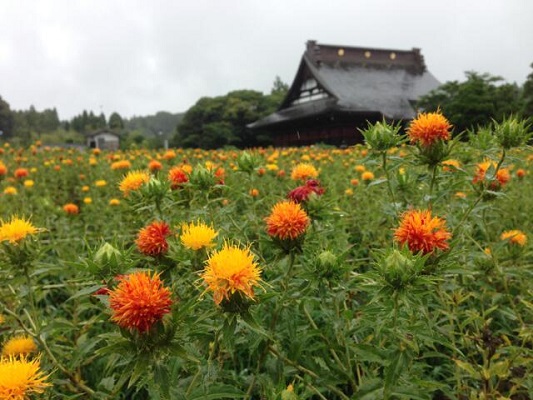 明日、長福寿寺の紅花が「フジテレビ　千葉の贈り物」で放映されます！
