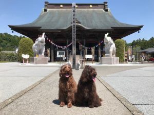 必見!! 吉ゾウくんは、最強大金運!!