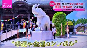 日テレ『news every.』にて吉ゾウくんが紹介されました！