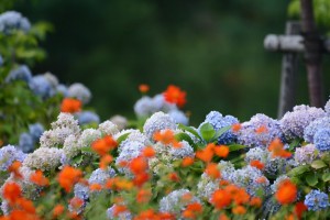 花畑
