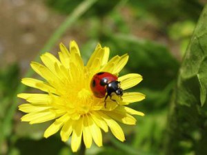 479fc993a7f5a0b94f6c4609e8d680cc_11024