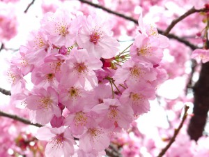 桜