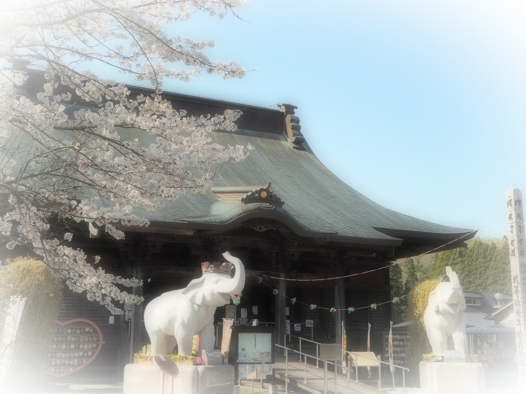今週末が見頃！長福寿寺では桜が満開です♪