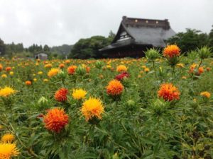 長福寿寺の紅花が「フジテレビ」で放映されます！