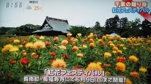 フジテレビで長福寿寺の紅花が放映されました！