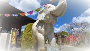 金運爆上げの守護神!吉ゾウくんの長福寿寺!日本一宝くじが当たる寺 (お経入り)